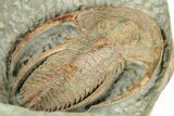 Early Cambrian Fallotaspis - Tazemmourt, Morocco #350549-10